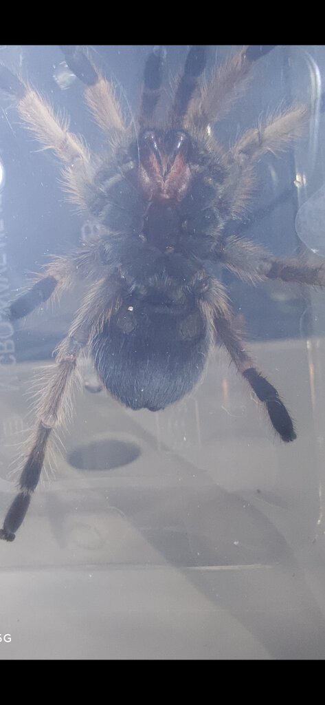 Aphonopelma chalcodes M/F?