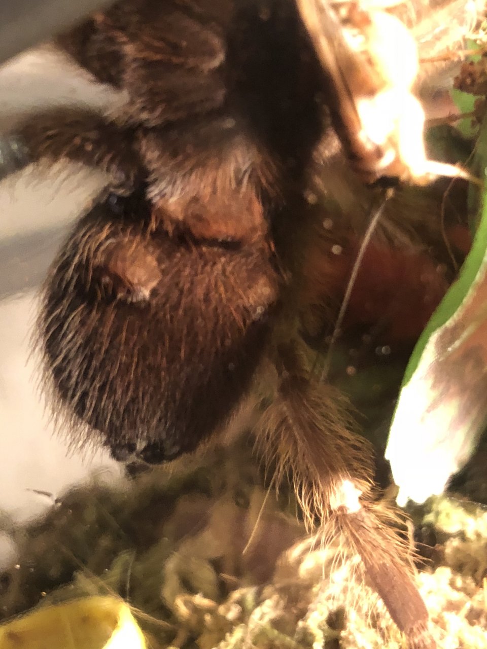Aphonopelma chalcodes : male or female