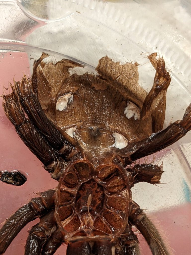 Aphonopelma chalcodes Molt.jpg