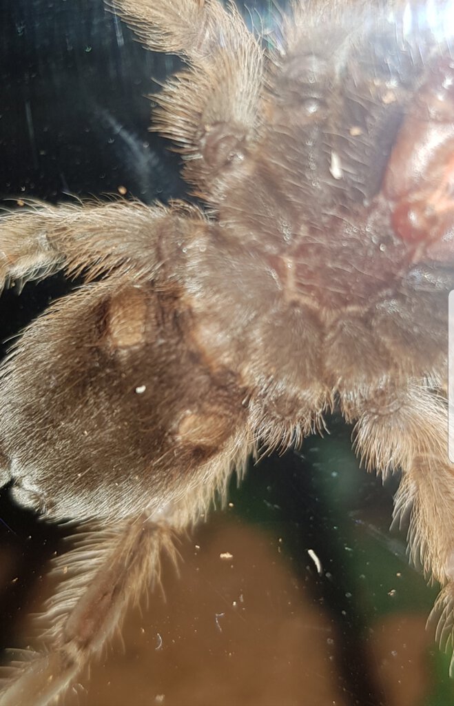 Aphonopelma chalcodes [ventral sexing] [1/2]