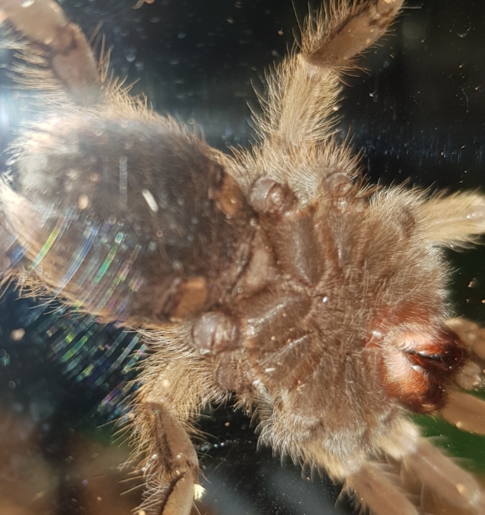 Aphonopelma chalcodes [ventral sexing] [2/2]