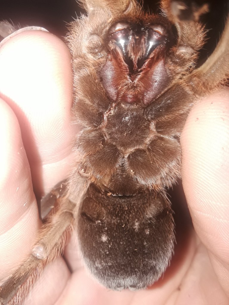 Aphonopelma chalcodes [ventral sexing]