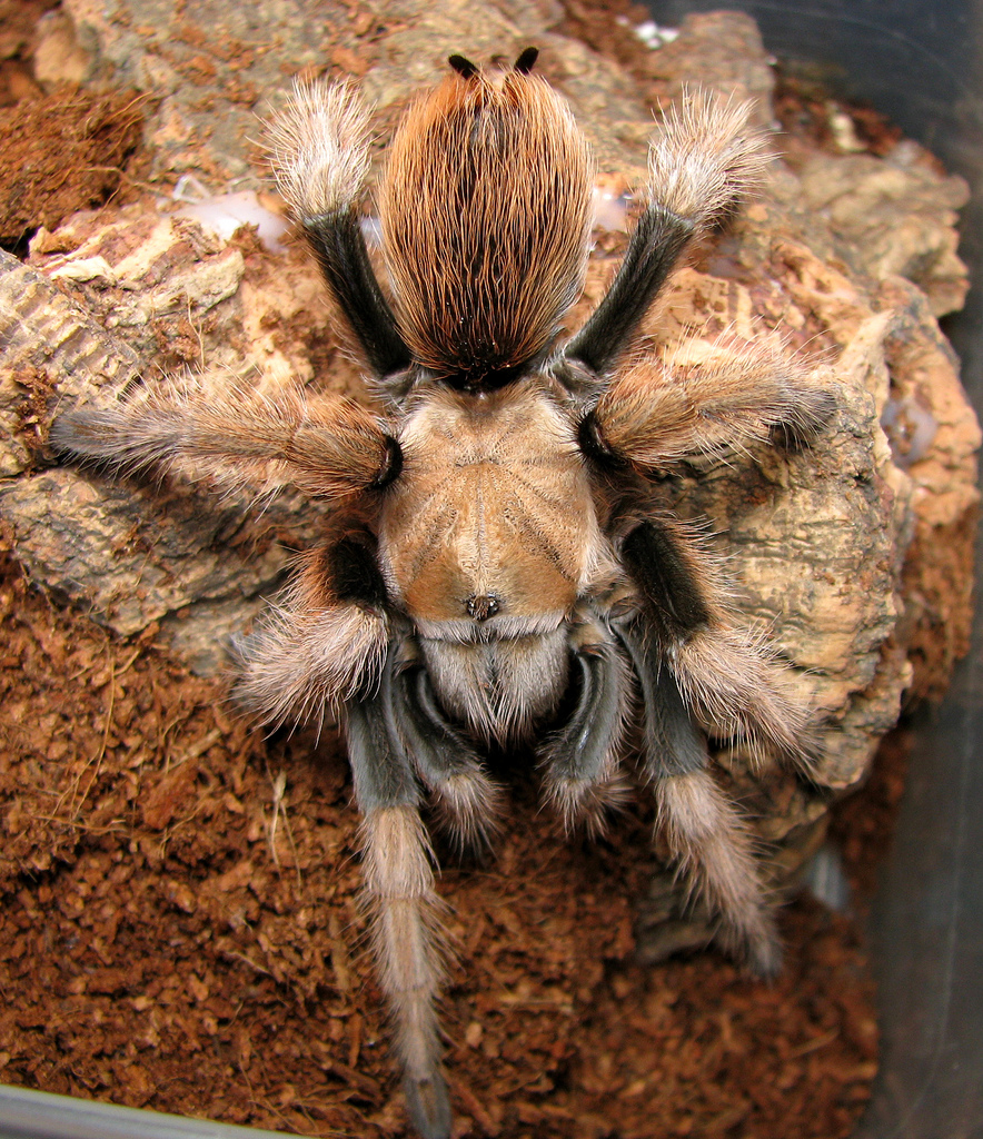 Aphonopelma chalcodes