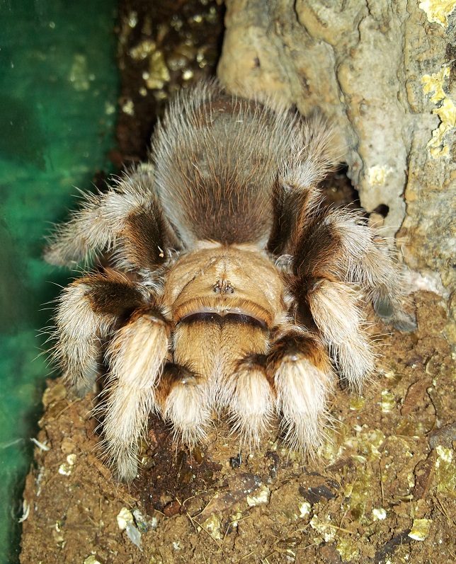 aphonopelma chalcodes