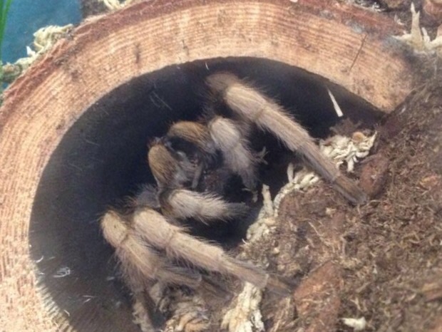 Aphonopelma Chalcodes