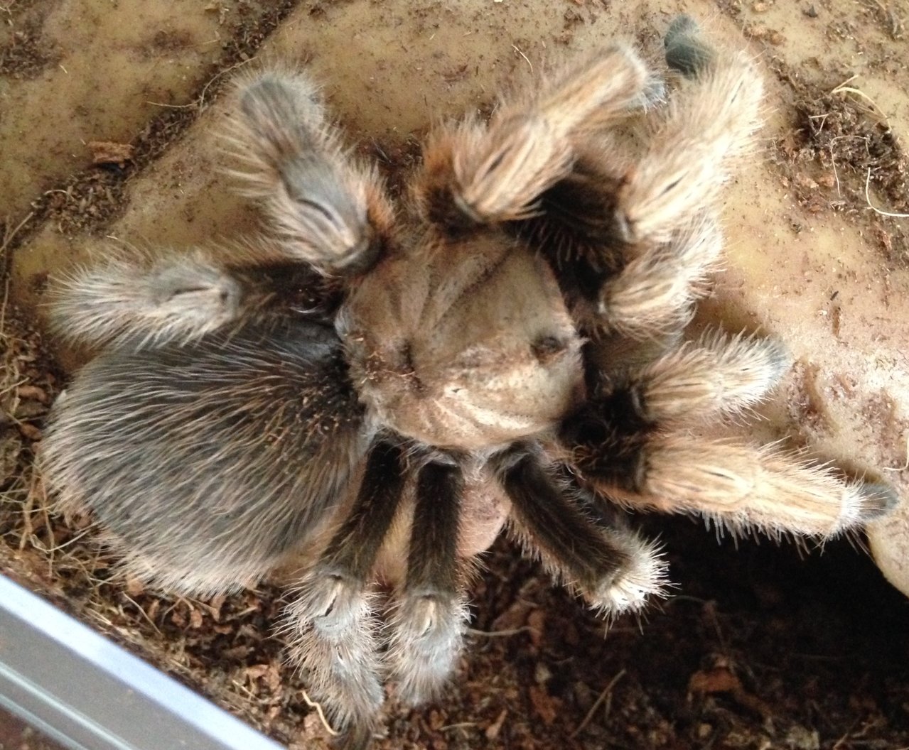 Aphonopelma chalcodes