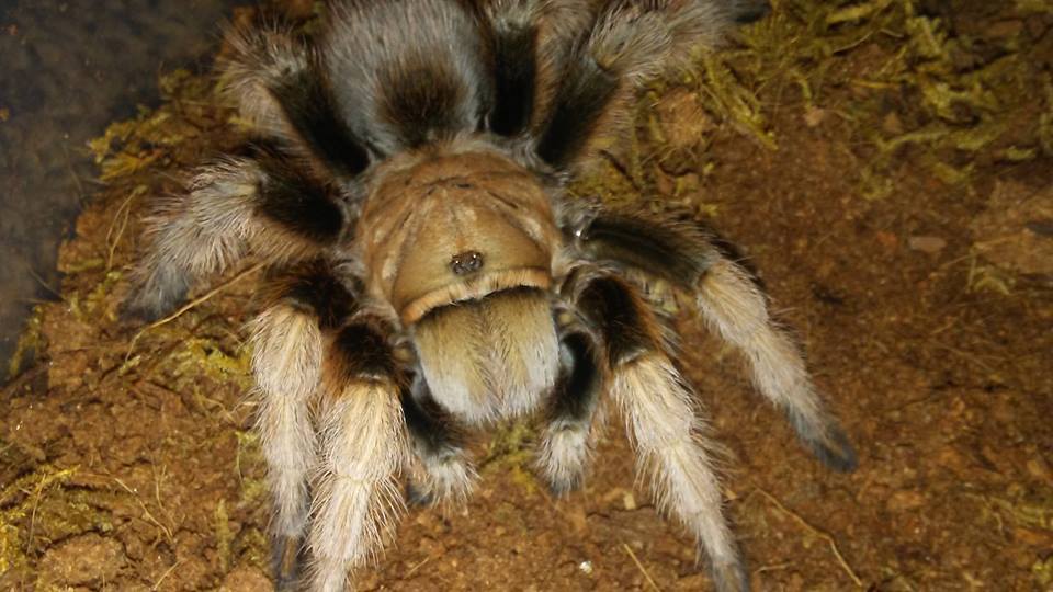 Aphonopelma chalcodes