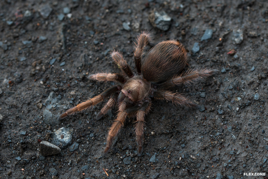 Aphonopelma chalcodes