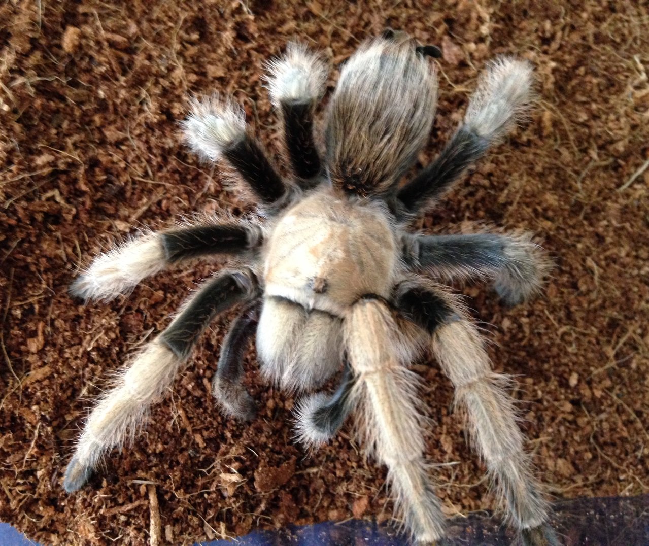 Aphonopelma Chalcodes | Arachnoboards