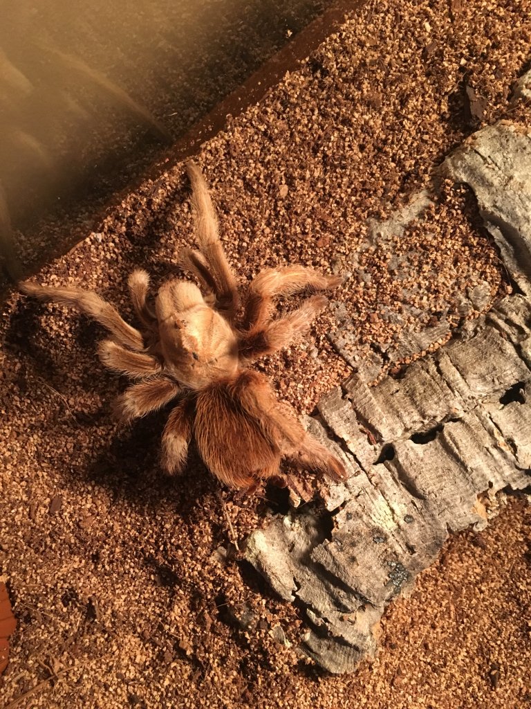 Aphonopelma Chalcodes | Arachnoboards