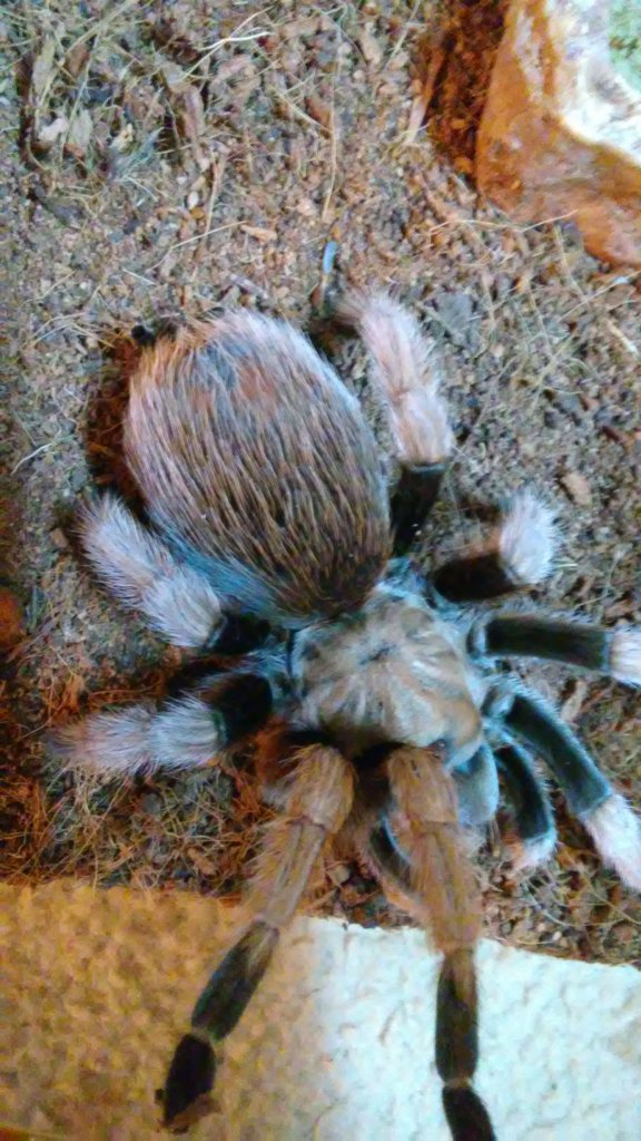 Aphonopelma chalcodes