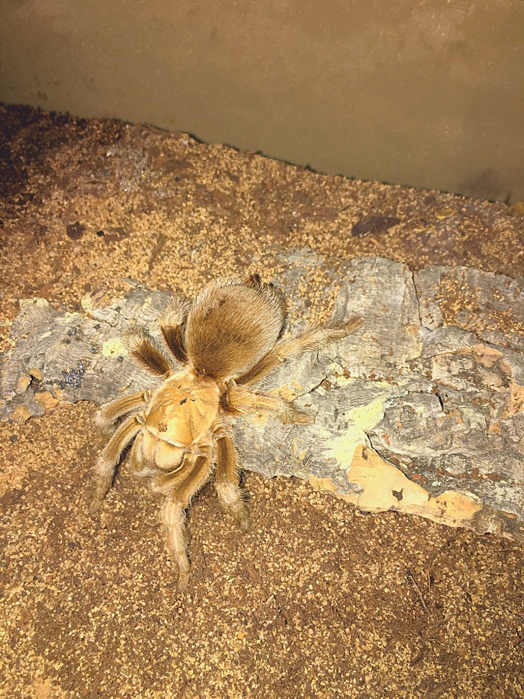 Aphonopelma Chalcodes