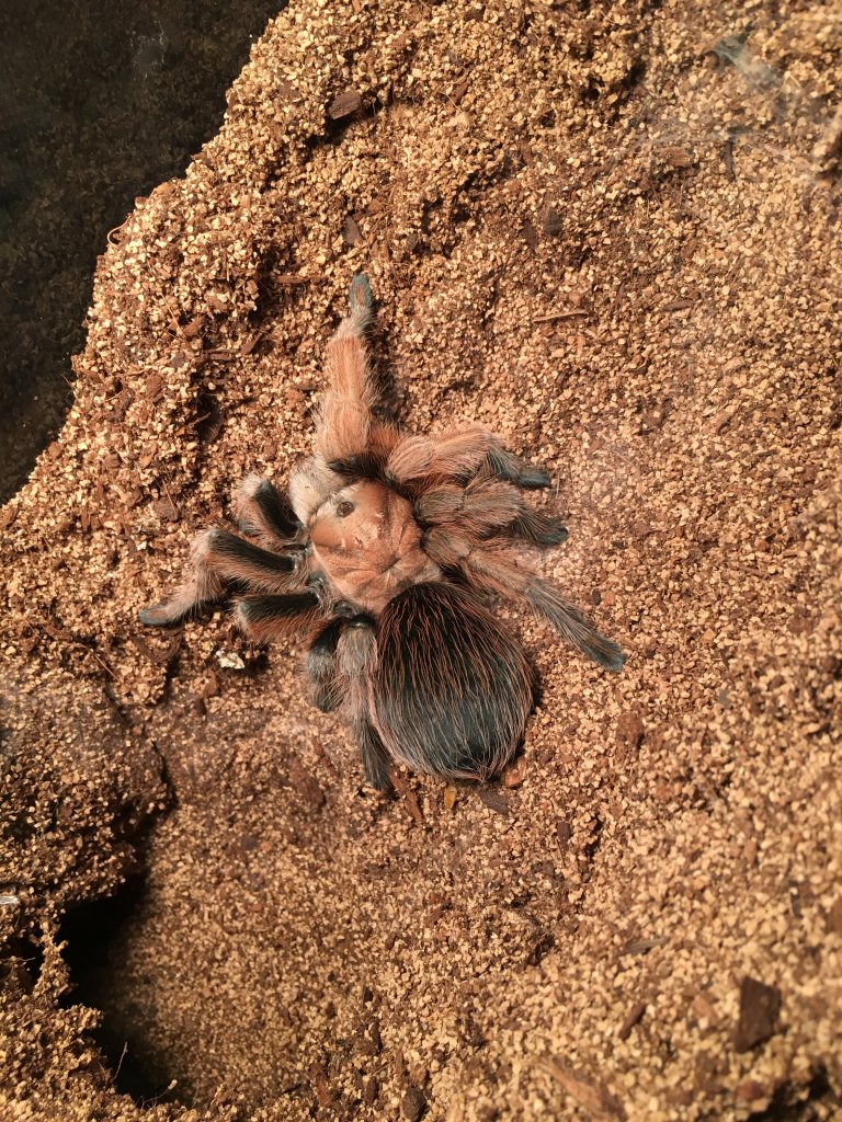 Aphonopelma Chalcodes