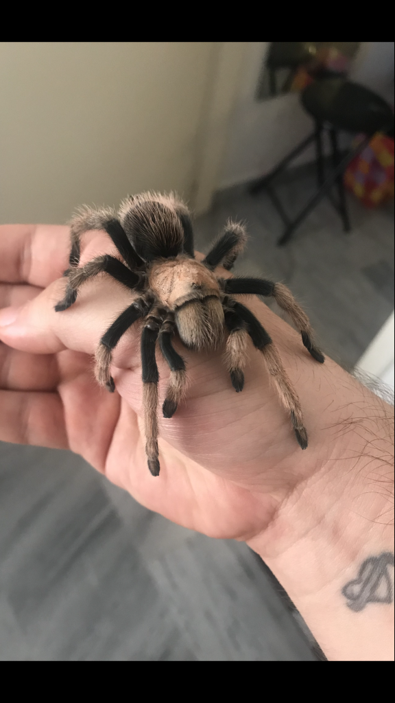 Aphonopelma chalcodes