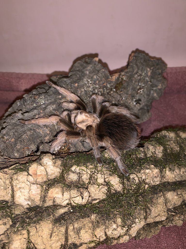 Aphonopelma Chalcodes