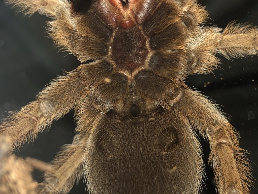 Aphonopelma chalcodes