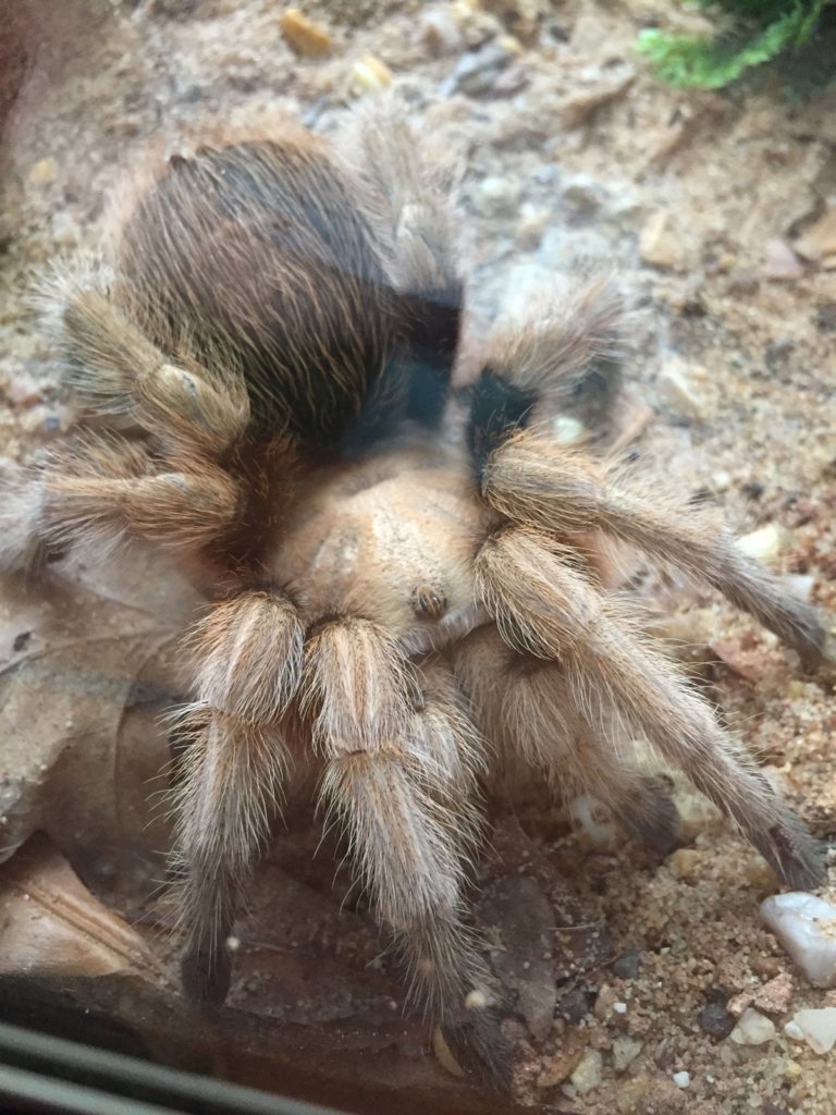 Aphonopelma chalcodes