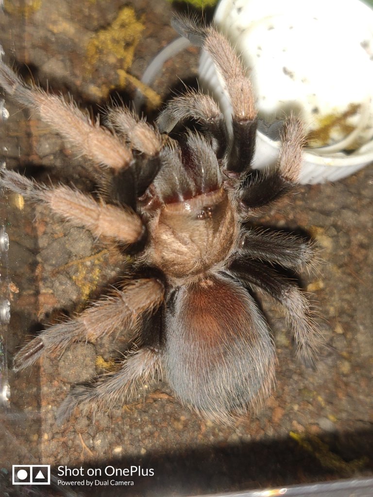 Aphonopelma chalcodes