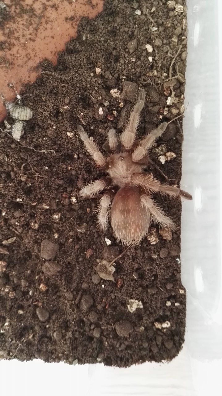 Aphonopelma chalcodes