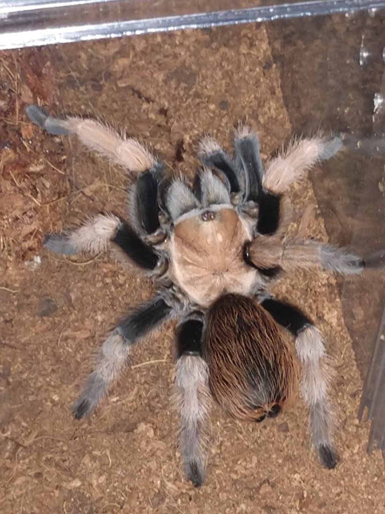 Aphonopelma chalcodes