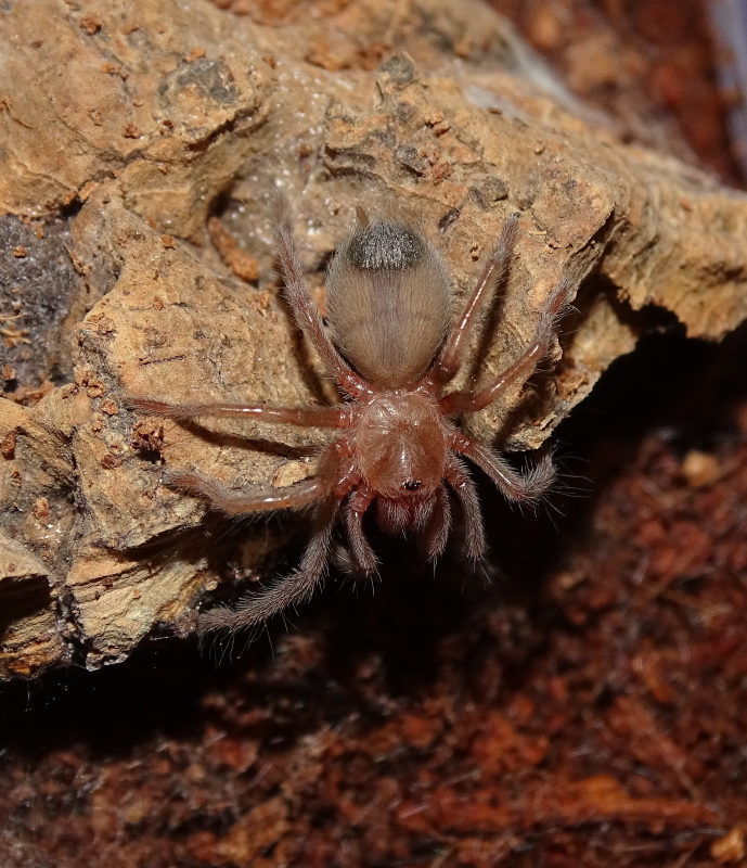 Aphonopelma chalcodes