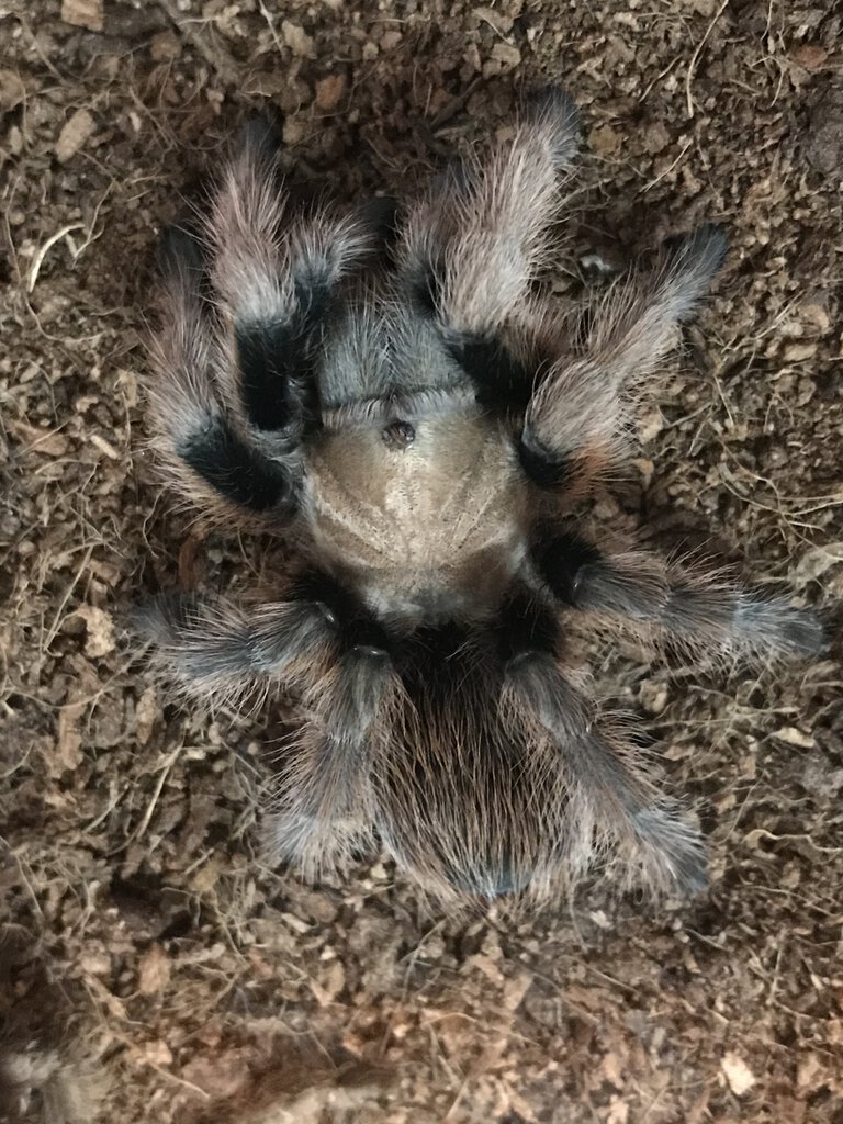 Aphonopelma chalcodes