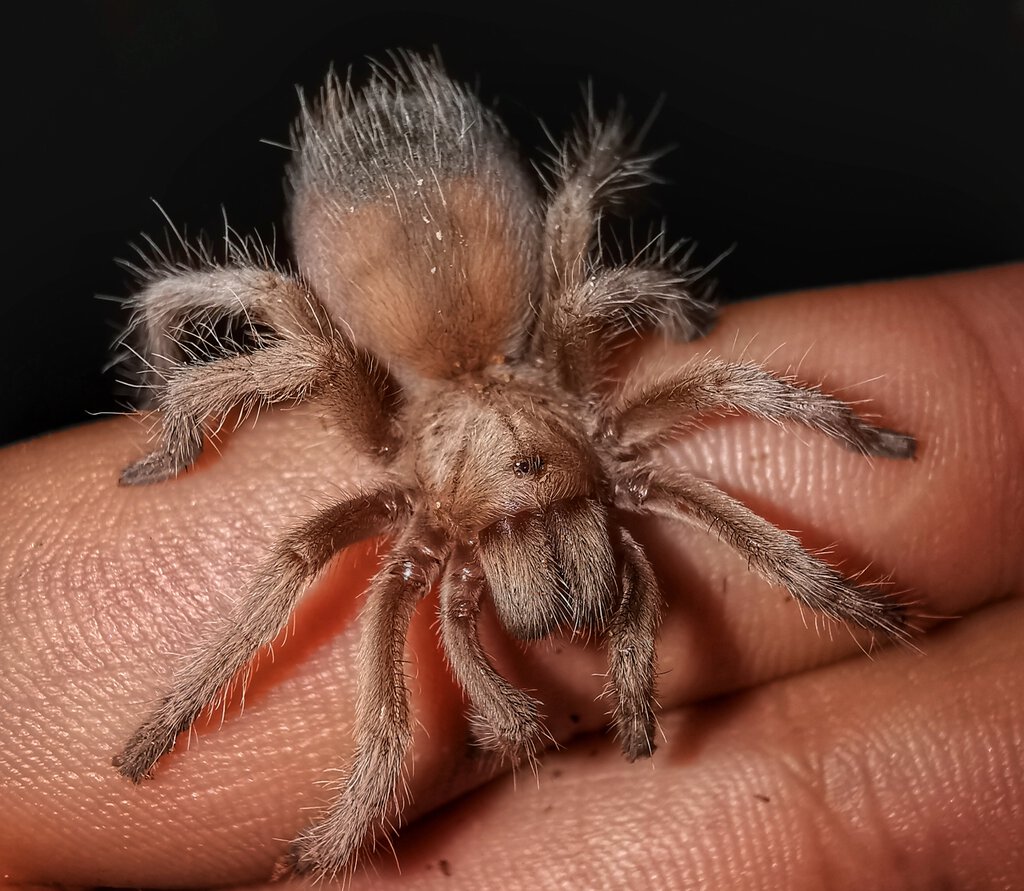 Aphonopelma chalcodes