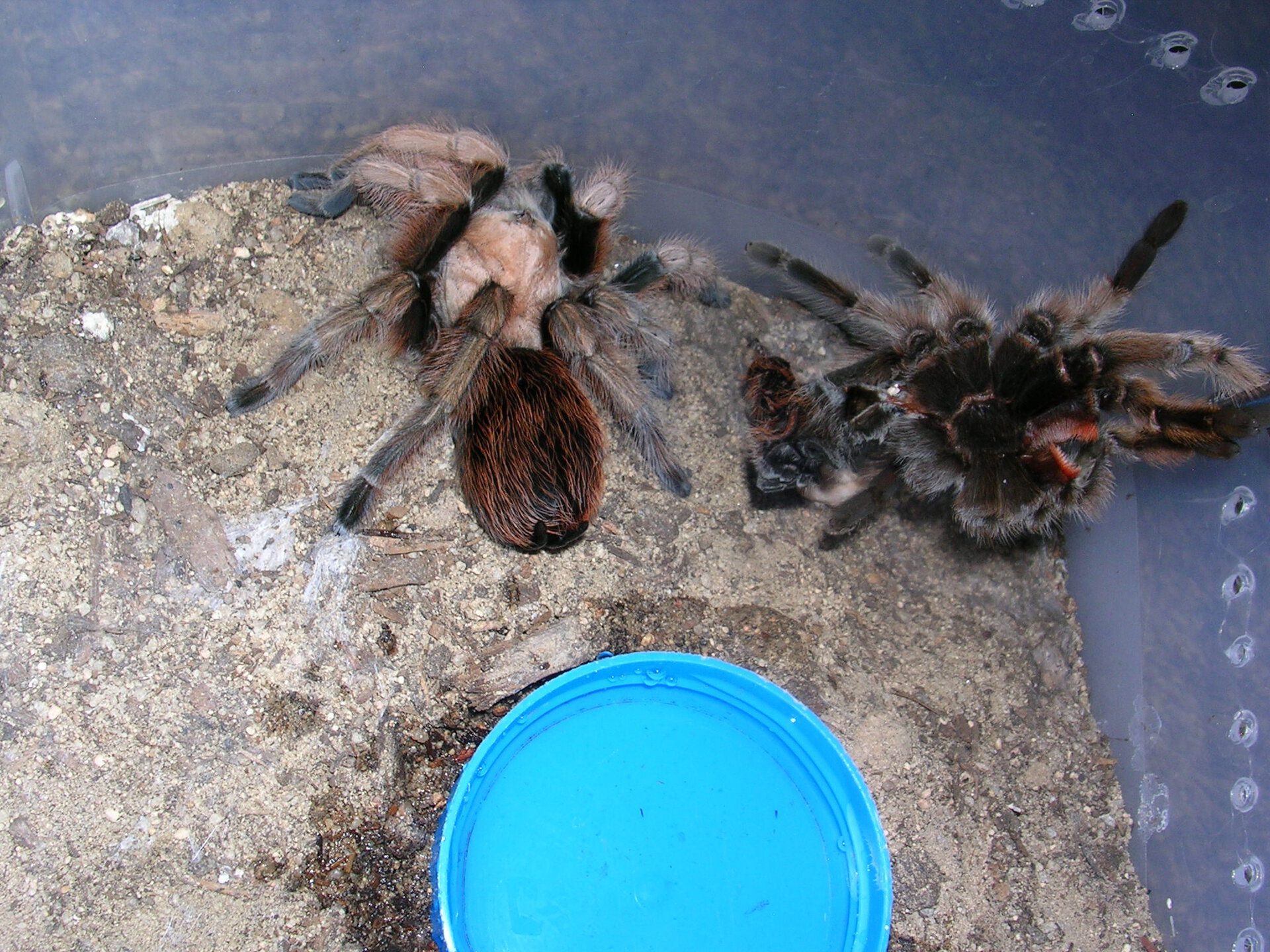 Aphonopelma chalcodes