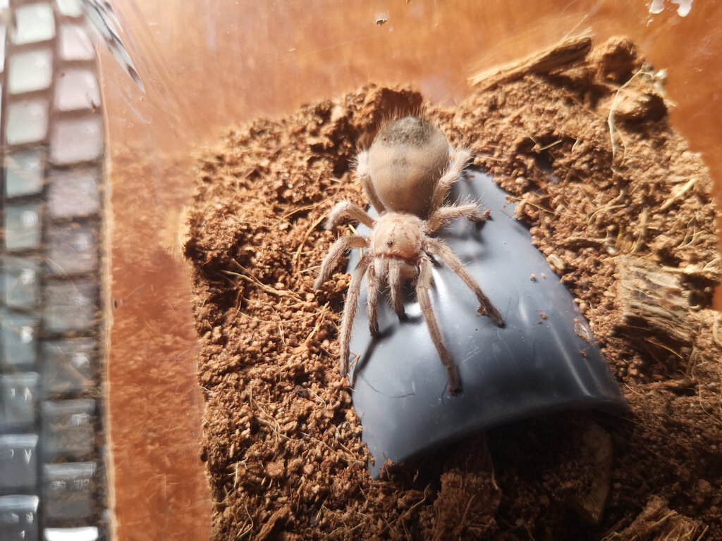 Aphonopelma Chalcodes