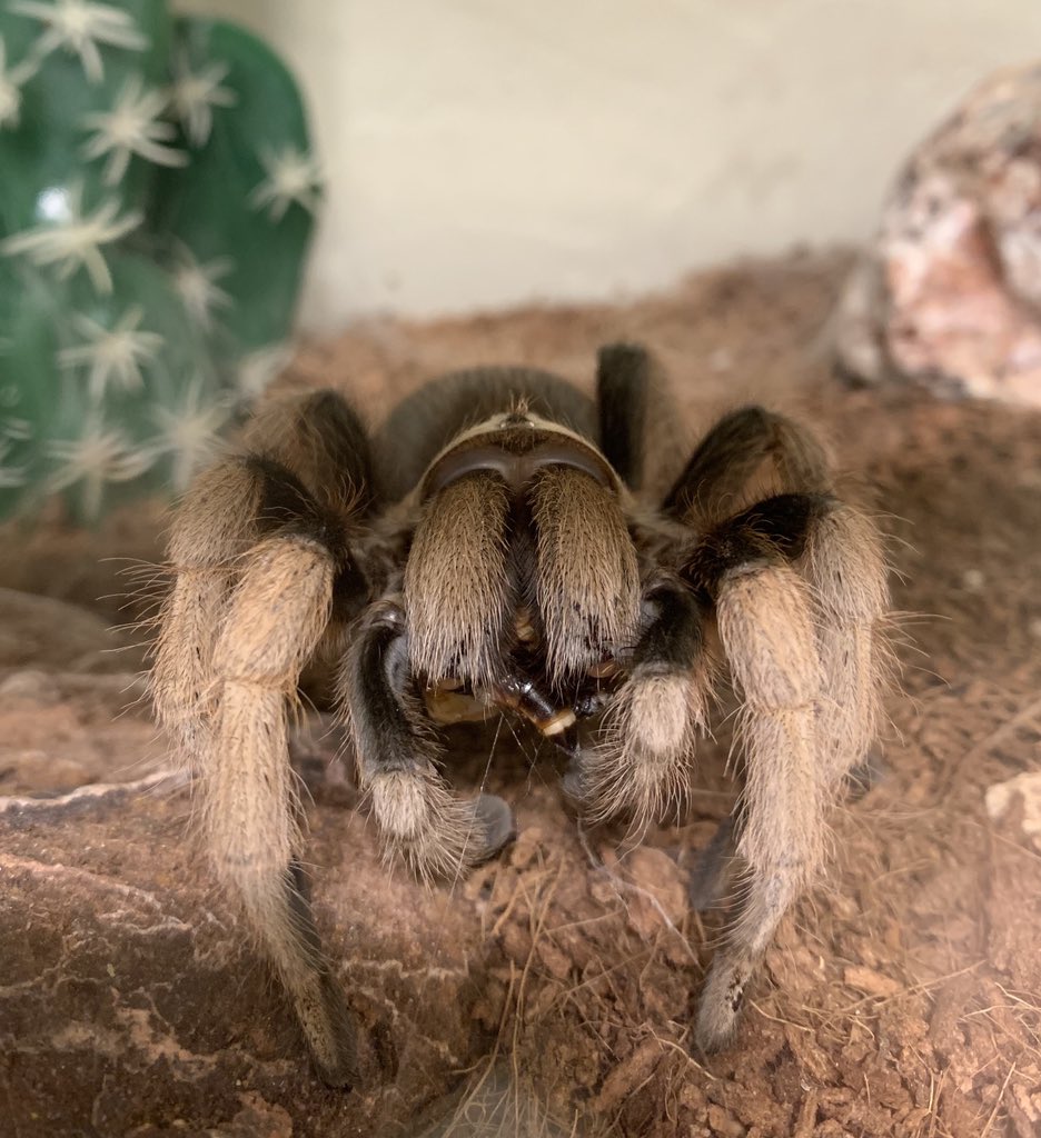 Aphonopelma chalcodes