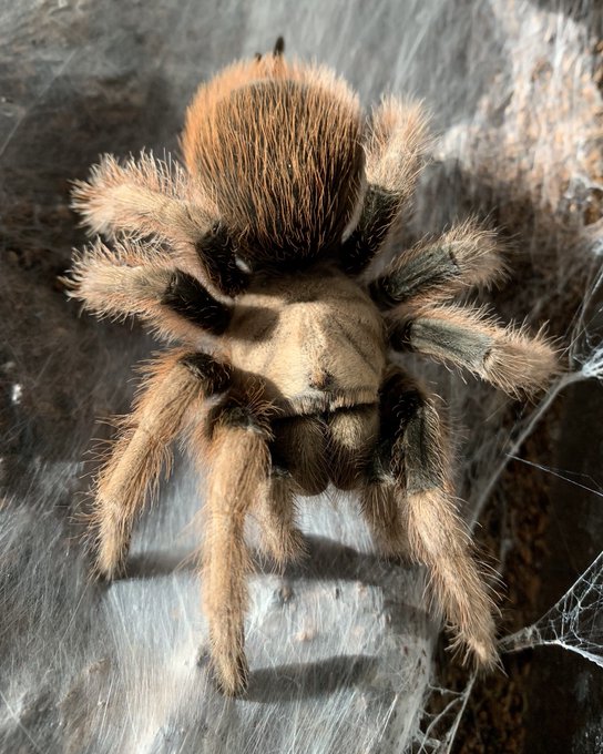 Aphonopelma chalcodes