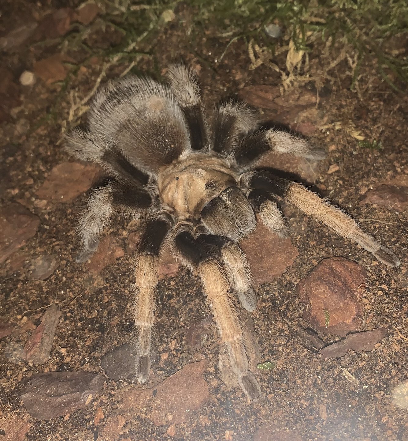 Aphonopelma chalcodes