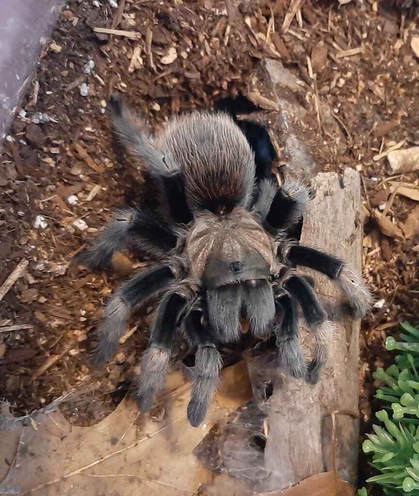 Aphonopelma chalcodes