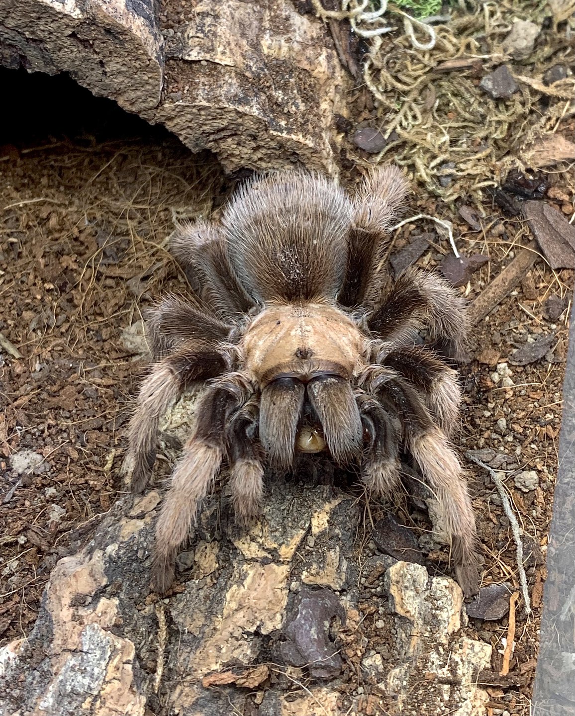 Aphonopelma chalcodes