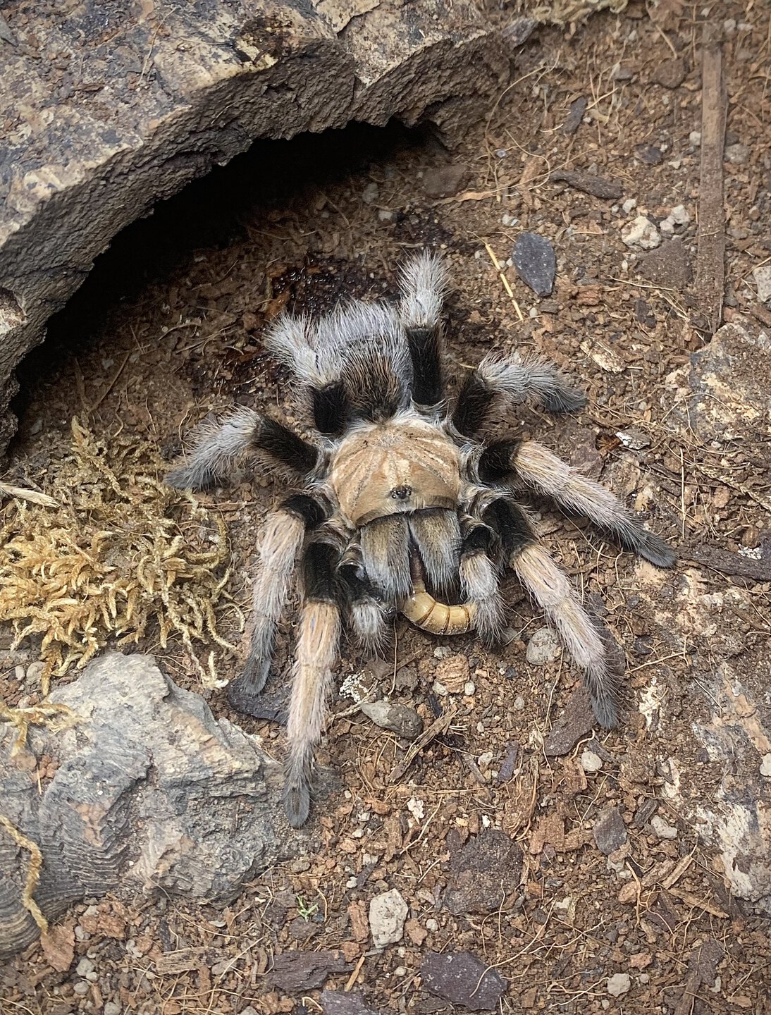 Aphonopelma chalcodes