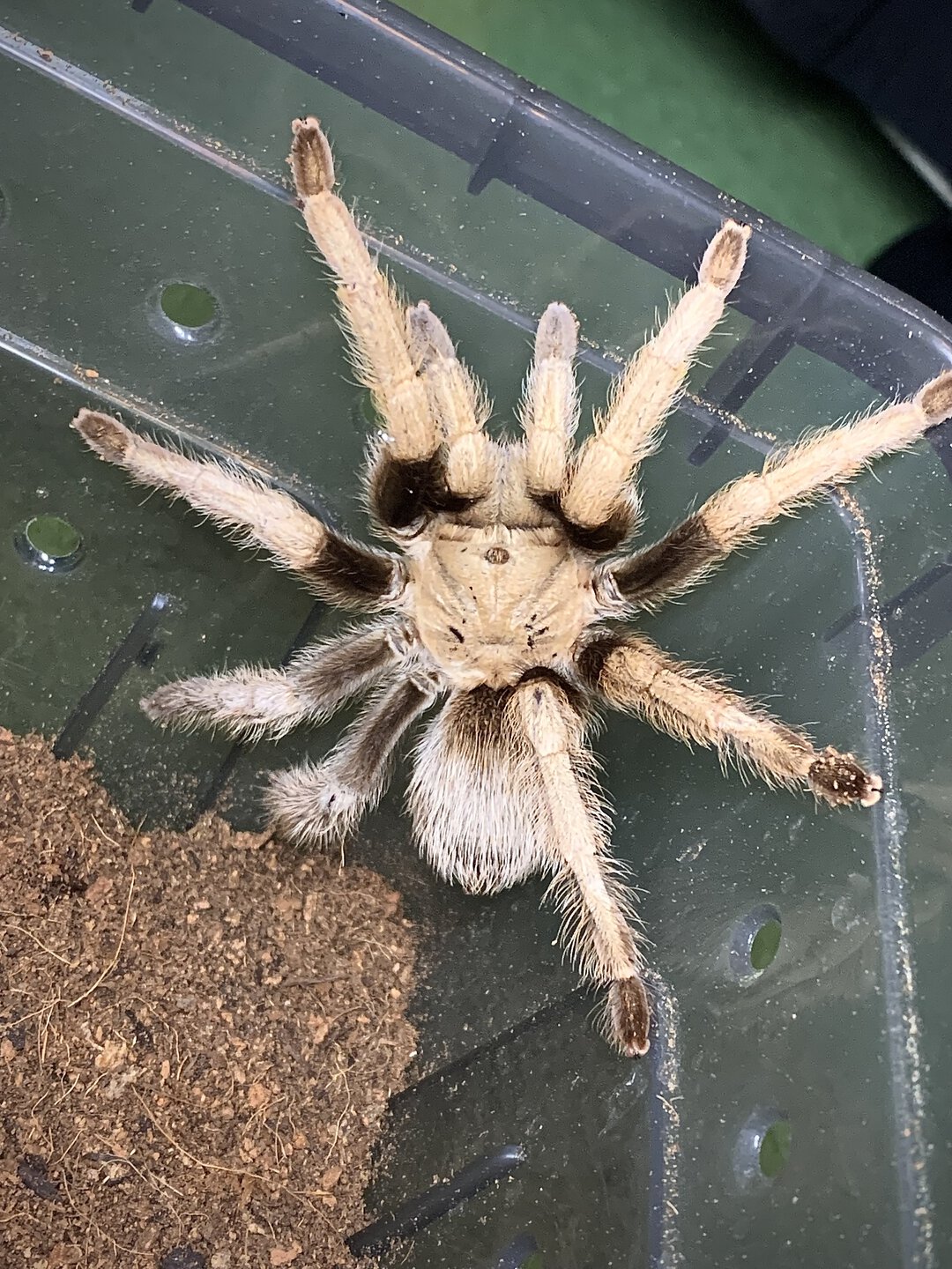 Aphonopelma chalcodes