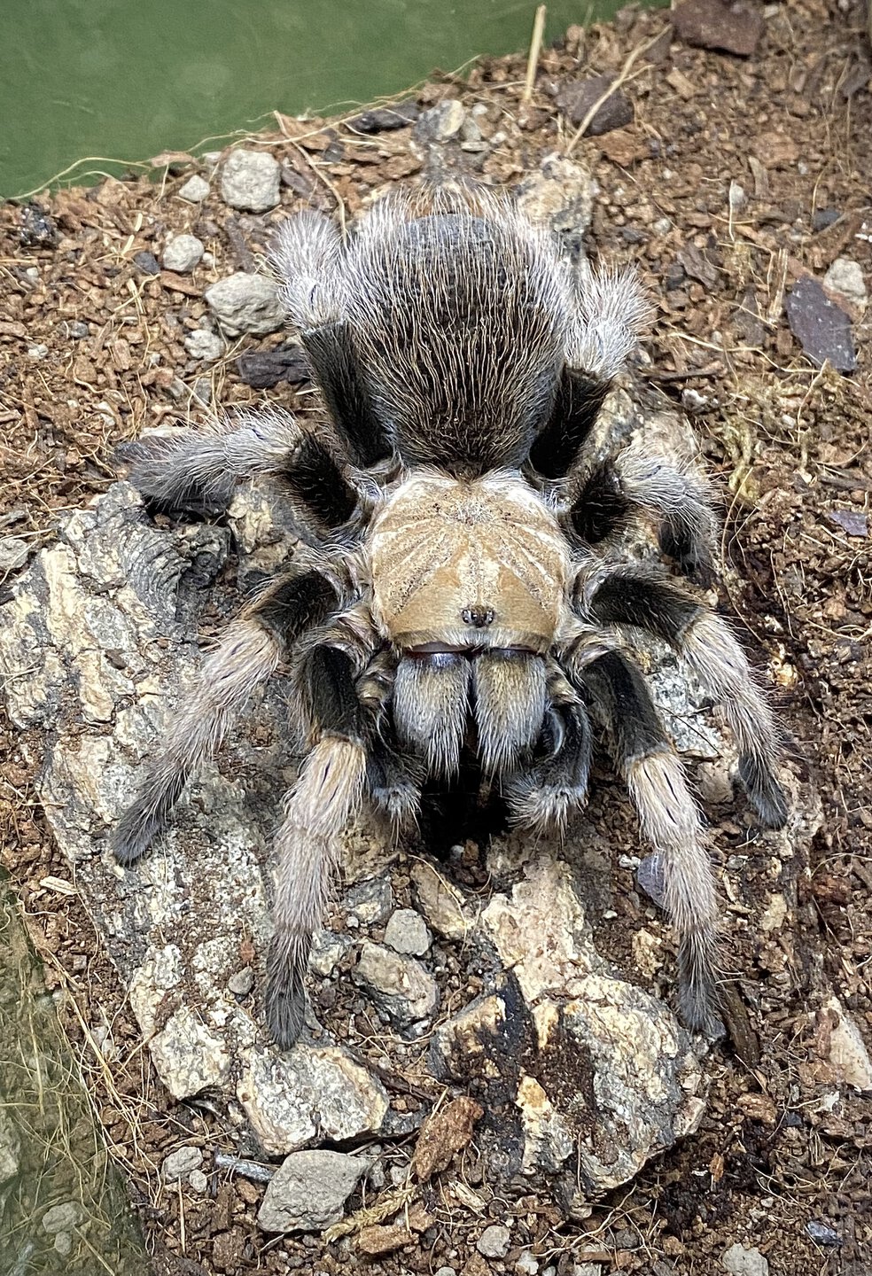 Aphonopelma chalcodes