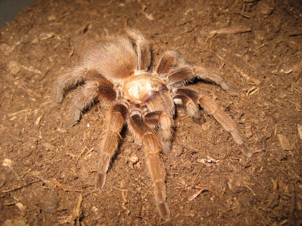 aphonopelma coloradanum