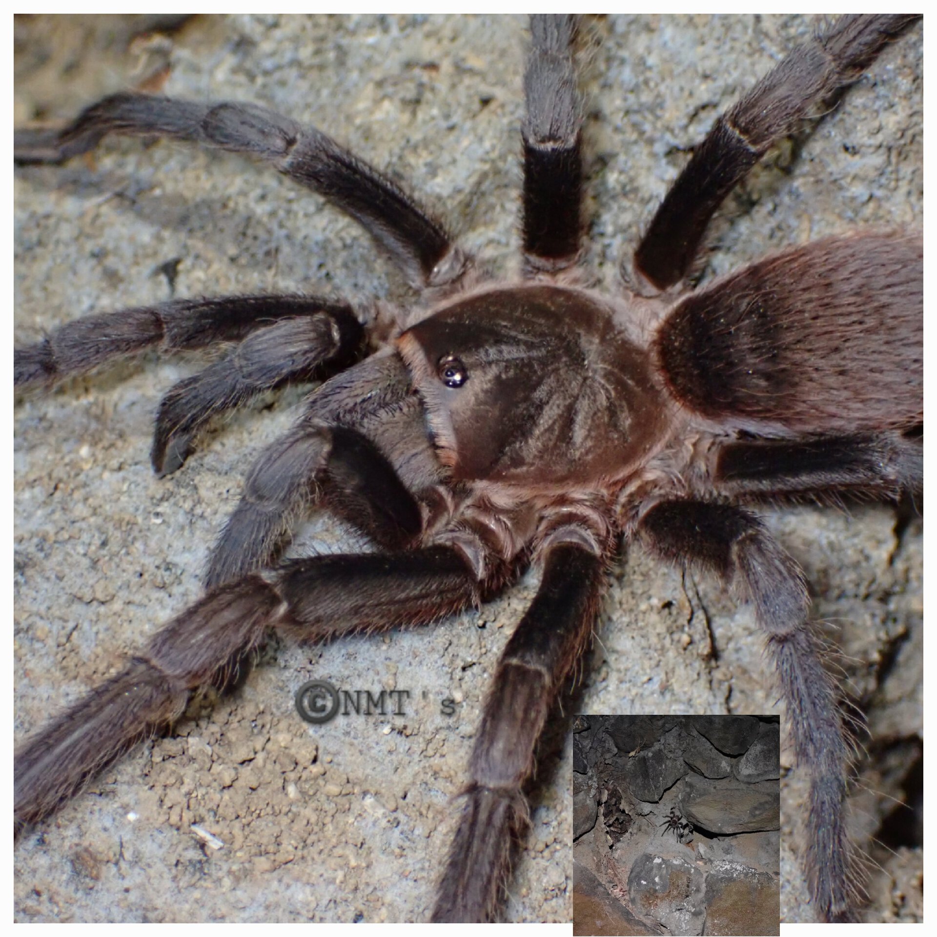 Aphonopelma crinirufum in situ 🇨🇷