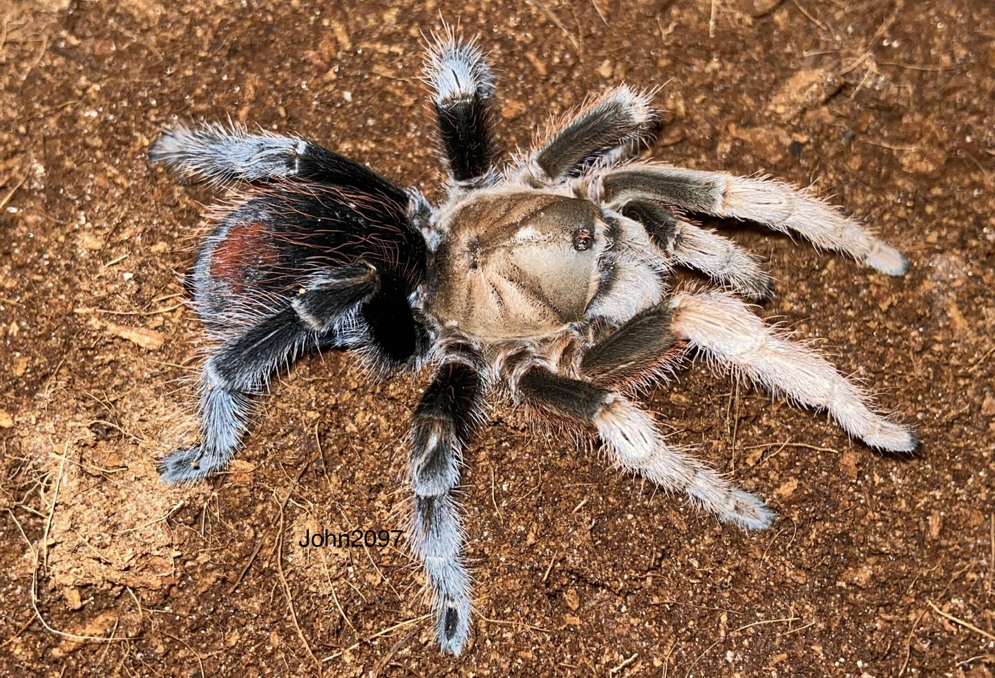 Aphonopelma diamondback