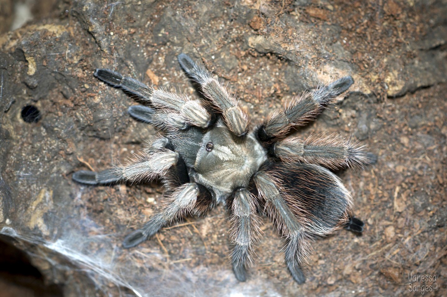 Aphonopelma eutylenum Juvenile Female - 3.5"