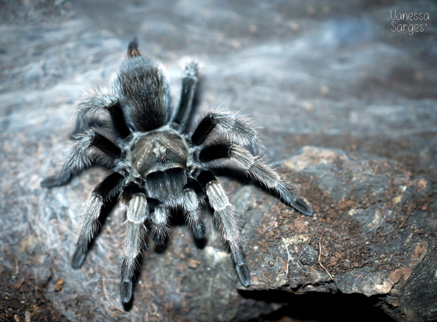 Aphonopelma eutylenum Juvenile Female - 3"