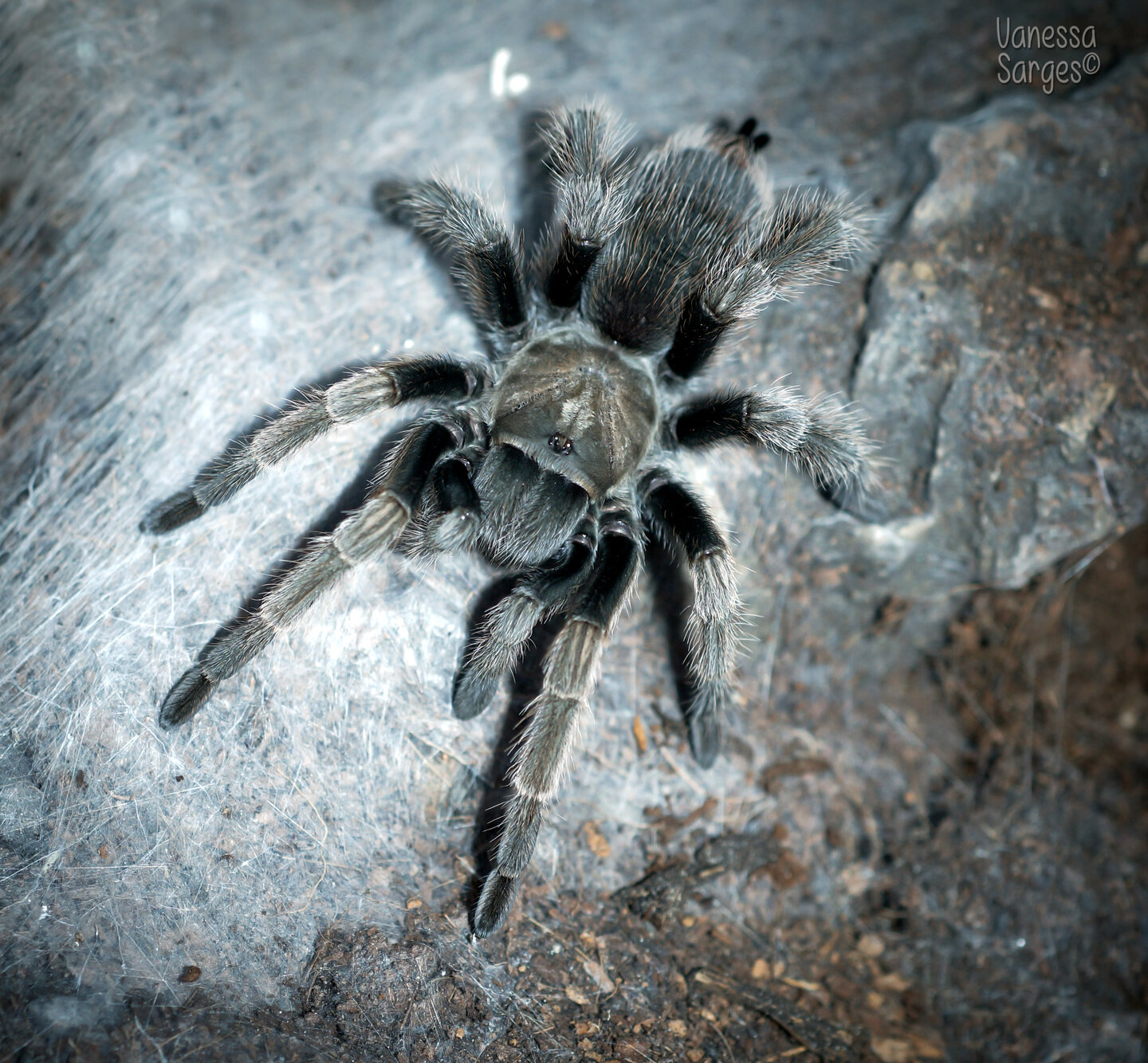 Aphonopelma eutylenum Juvenile Female