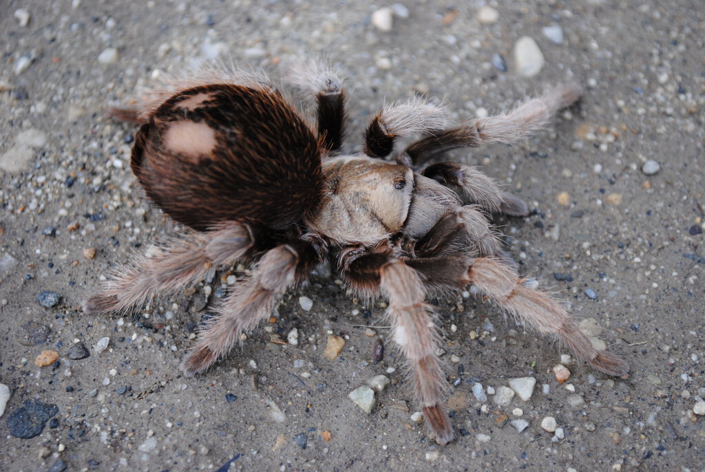 Aphonopelma eutylenum "Pre Molt" - Female