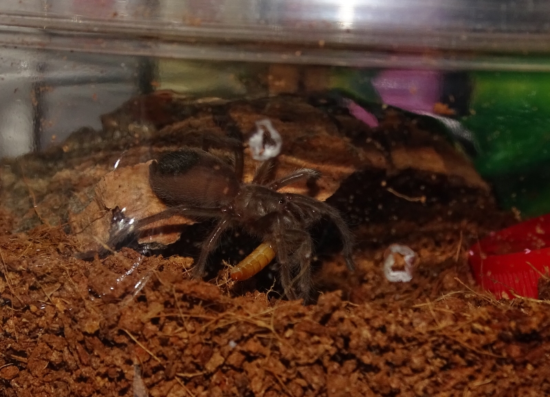 Aphonopelma eutylenum