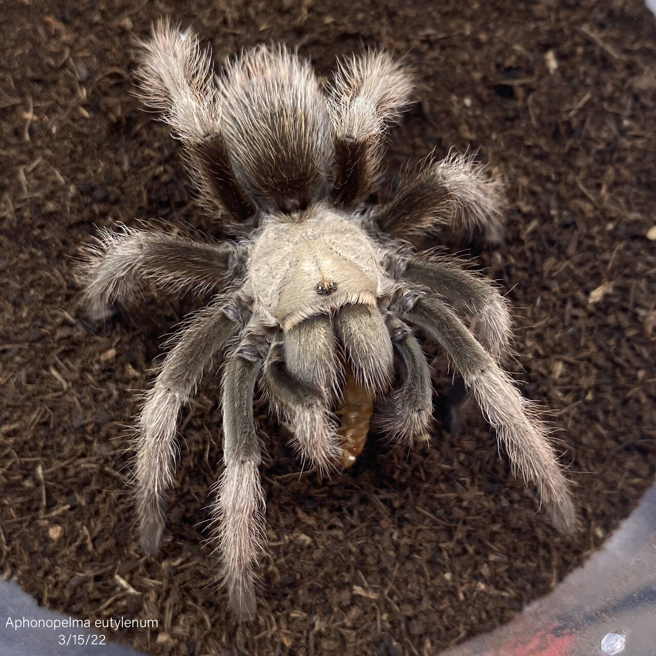 Aphonopelma eutylenum