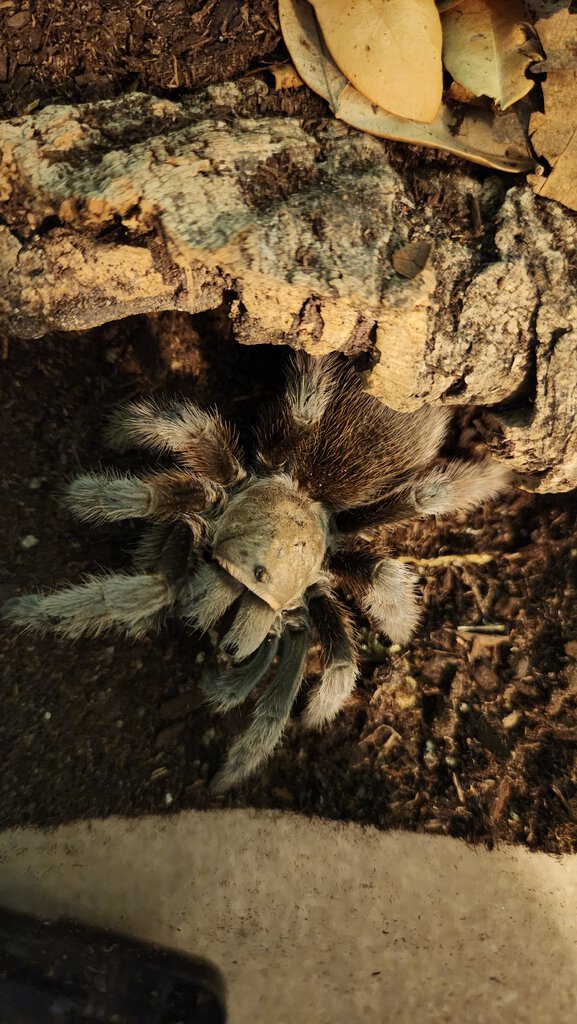 Aphonopelma eutylenum