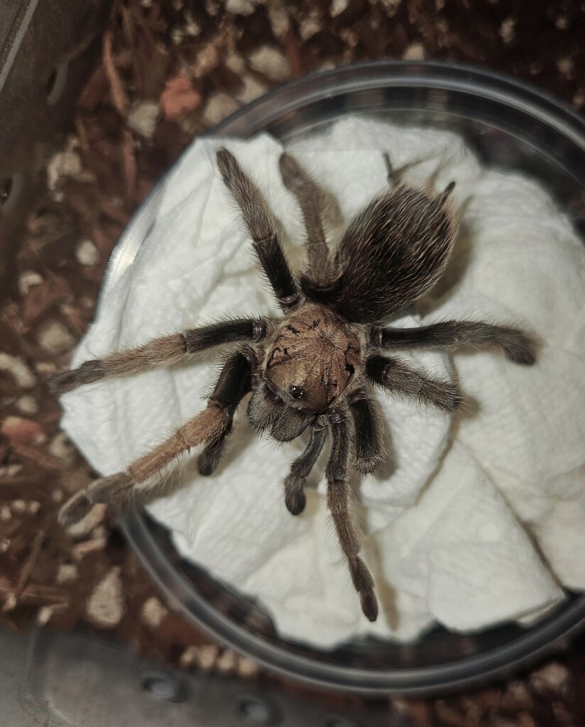 Aphonopelma eutylenum