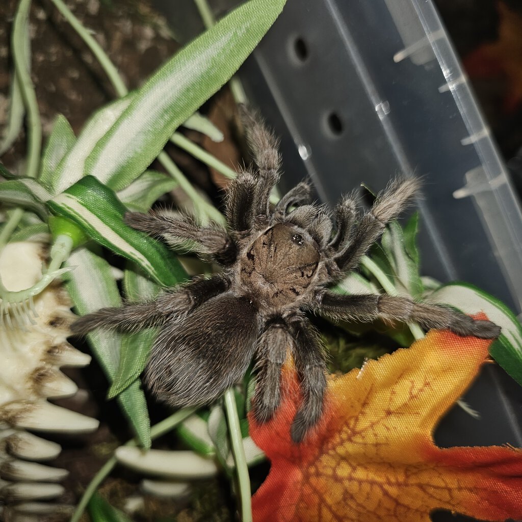 Aphonopelma eutylenum