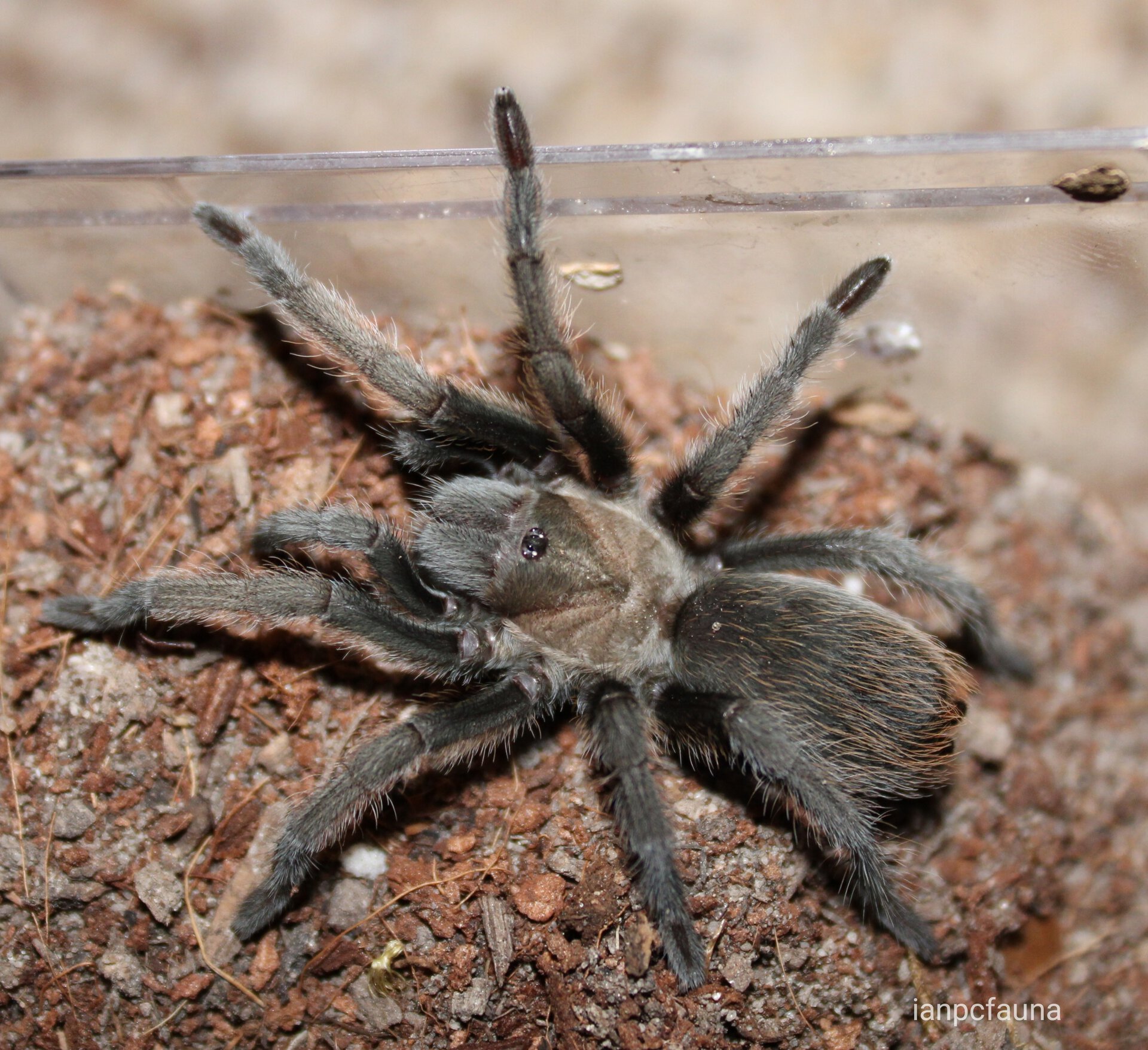 Aphonopelma gabeli  - 0.1